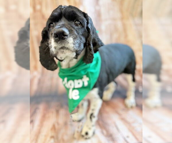 Medium Photo #15 Cocker Spaniel Puppy For Sale in Arlington, VA, USA