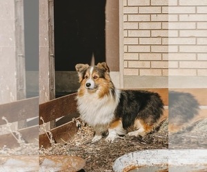 Father of the Pembroke Welsh Corgi puppies born on 05/29/2023