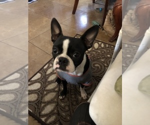 Boston Terrier Puppy for sale in IMPERIAL BCH, CA, USA