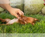 Small #6 Dachshund
