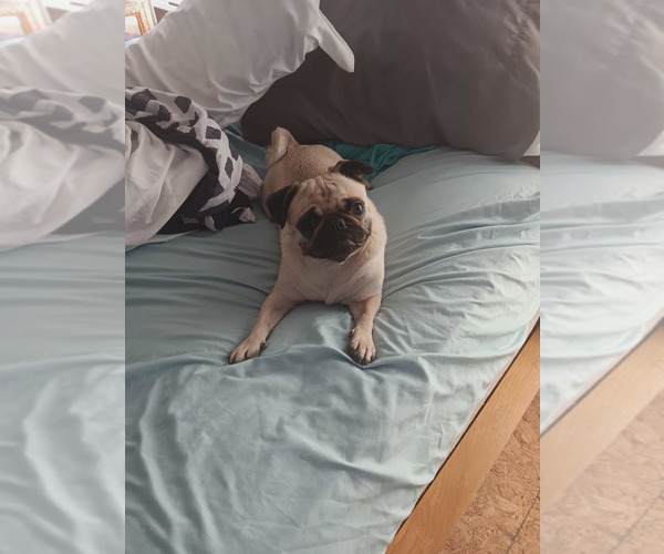 Medium Photo #1 Pug Puppy For Sale in EDGEWOOD, MD, USA