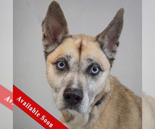 Medium Photo #1 Labsky Puppy For Sale in Huntley, IL, USA