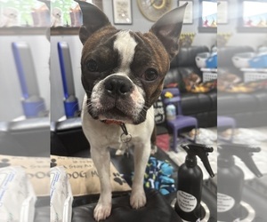 Father of the Boston Terrier puppies born on 07/19/2026