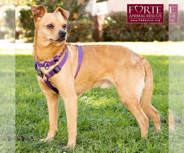 Medium Photo #2 Chihuahua-Unknown Mix Puppy For Sale in Marina del Rey, CA, USA