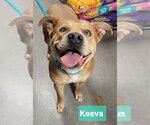 Small #3 Staffordshire Bull Terrier Mix