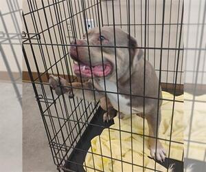American Pit Bull Terrier-Unknown Mix Dogs for adoption in Texas City, TX, USA
