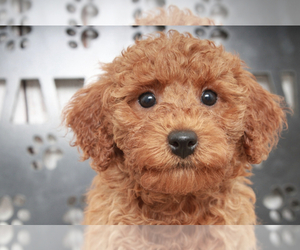 Goldendoodle (Miniature) Puppy for sale in MARIETTA, GA, USA