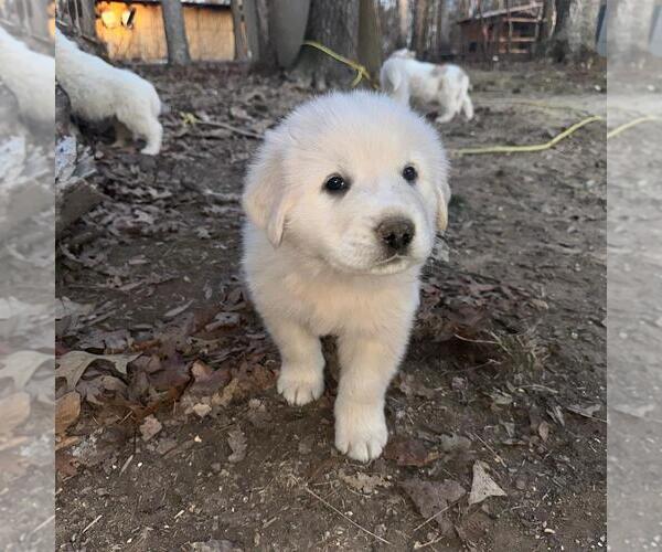 Medium Photo #7 Great Pyrenees Puppy For Sale in WAXHAW, NC, USA