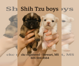 Shih Tzu Puppy for sale in STEWART, MS, USA