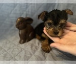Puppy Arlow Yorkshire Terrier