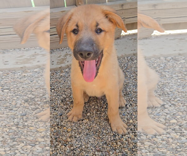 Medium Photo #1 Mutt Puppy For Sale in Estherville, IA, USA