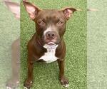 Small #1 American Pit Bull Terrier