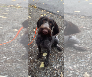 German Wirehaired Pointer Dogs for adoption in Anchorage, AK, USA