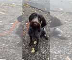 Small Photo #1 German Wirehaired Pointer Puppy For Sale in Anchorage, AK, USA