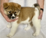 Puppy 1 Akita