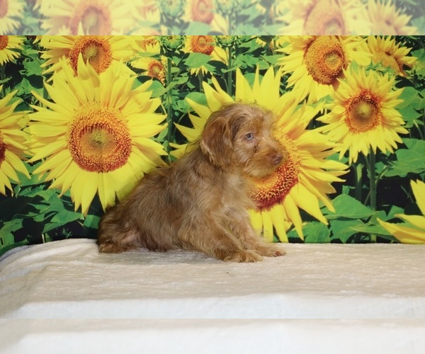 Medium Photo #21 Yorkiepoo mix (+ Poodle Toy) Puppy For Sale in DYERSBURG, TN, USA
