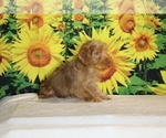 Colt - Male Yorkiepoo mix (+ Poodle Toy) Puppy for Sale - Photo #21