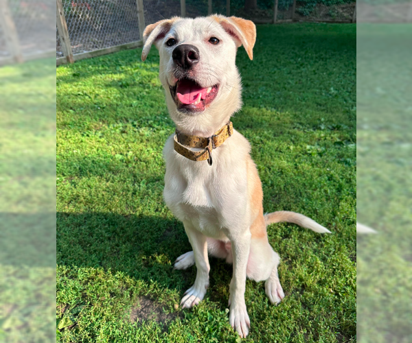 Medium Photo #16 Labsky Puppy For Sale in Brooklyn Center, MN, USA