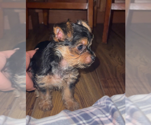 Mutt-Yorkshire Terrier Mix Puppy for sale in LABELLE, FL, USA