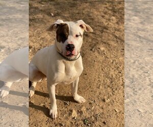Rex - Male American Pit Bull Terrier-Siberian Husky Mix Dog for Adoption - Photo #3