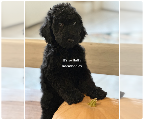 Medium Photo #7 Miniature Labradoodle Puppy For Sale in GROVELAND, FL, USA