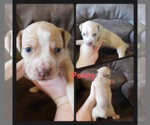 Olde English Bulldogge Puppy for sale in WHEELER, MI, USA