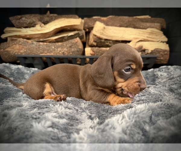 Medium Photo #4 Dachshund Puppy For Sale in ROCKWALL, TX, USA