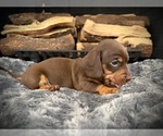 Small Photo #36 Dachshund Puppy For Sale in ROCKWALL, TX, USA