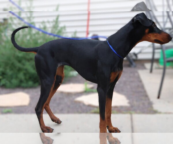 Medium Photo #12 Doberman Pinscher Puppy For Sale in Omaha, NE, USA