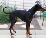 Small #11 Doberman Pinscher
