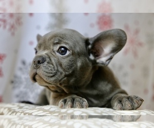 French Bulldog Puppy for sale in BROOKLYN, NY, USA