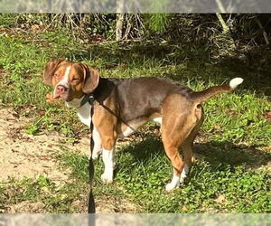 Medium Beagle Mix