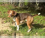 Small Beagle Mix