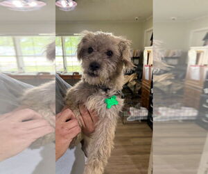 Poodle (Miniature)-Unknown Mix Dogs for adoption in Texarkana, TX, USA