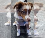 Small Photo #9 Miniature Australian Shepherd Puppy For Sale in CORNELIUS, OR, USA