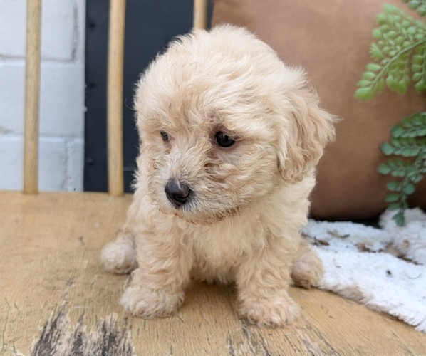 Medium Photo #4 Poovanese Puppy For Sale in GOSHEN, IN, USA