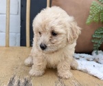 Small #3 Poovanese