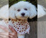 Small Photo #1 Poodle (Toy) Puppy For Sale in VANCOUVER, WA, USA