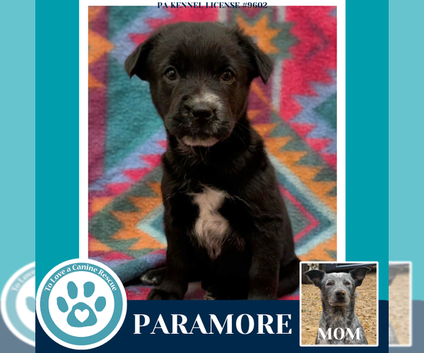 Medium Photo #1 Mutt Puppy For Sale in Kimberton, PA, USA