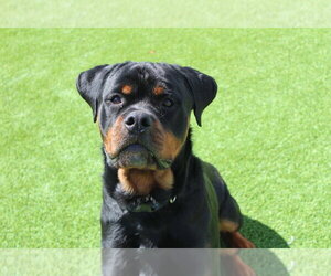 Rottweiler Dogs for adoption in Chestertown, MD, USA