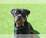 Small Rottweiler