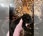 Puppy Puppy 2 American Bully