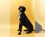 Small #17 Great Dane