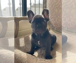 Small Photo #9 French Bulldog Puppy For Sale in CHULA VISTA, CA, USA