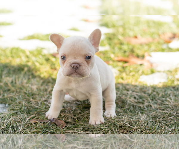 Medium Photo #3 French Bulldog Puppy For Sale in NAPPANEE, IN, USA