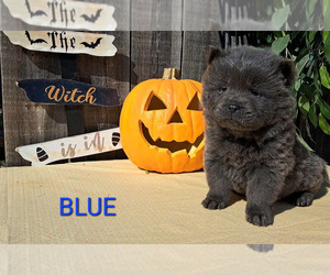 Chow Chow Puppy for sale in CLINTON, OK, USA