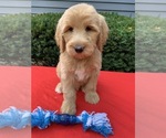 Small Photo #3 Goldendoodle-Poodle (Standard) Mix Puppy For Sale in RICHMOND, IL, USA