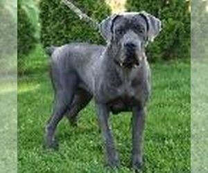 Mother of the Cane Corso puppies born on 01/05/2024