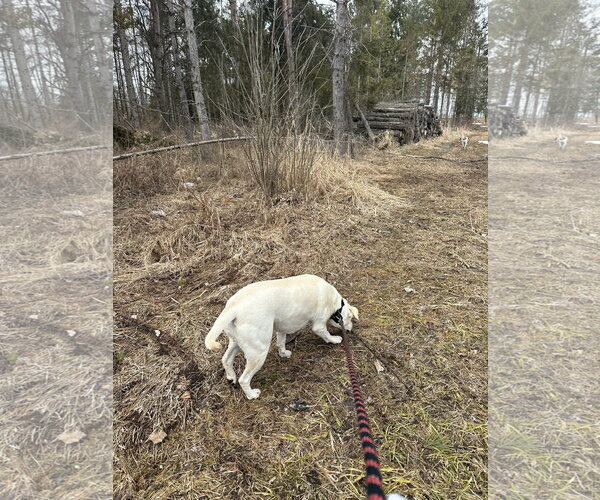 Medium Photo #3 Labrador Retriever-Unknown Mix Puppy For Sale in New London, WI, USA