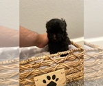 Small Photo #3 Maltipoo Puppy For Sale in SALEM, OR, USA